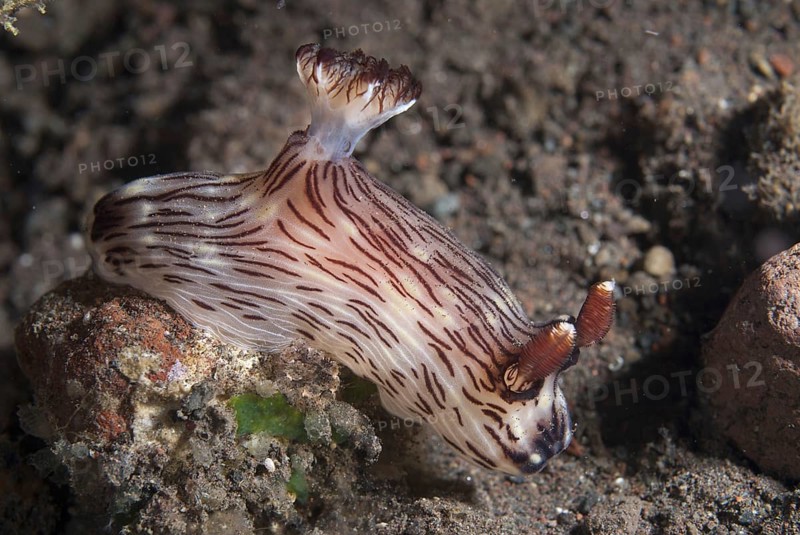 Jorunna rubescens