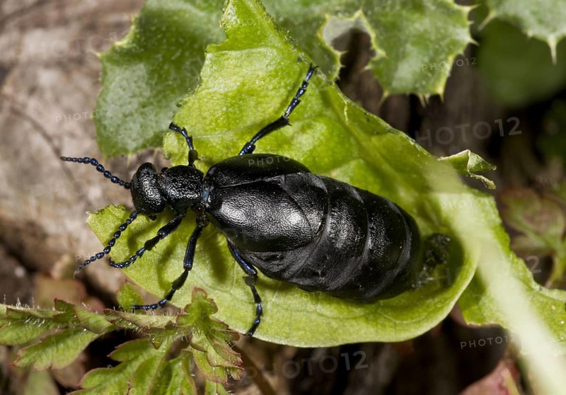 Black oil beetle