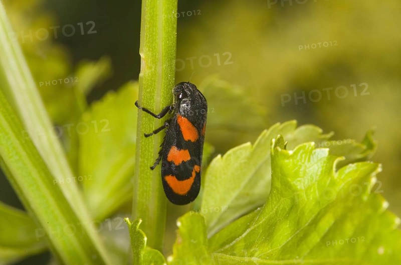 Red-and-black froghopper