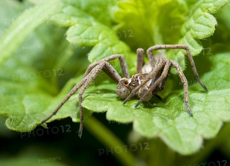 List spider