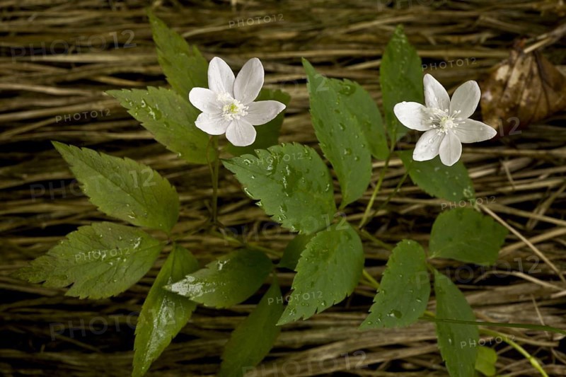 Three-leaved Anemone