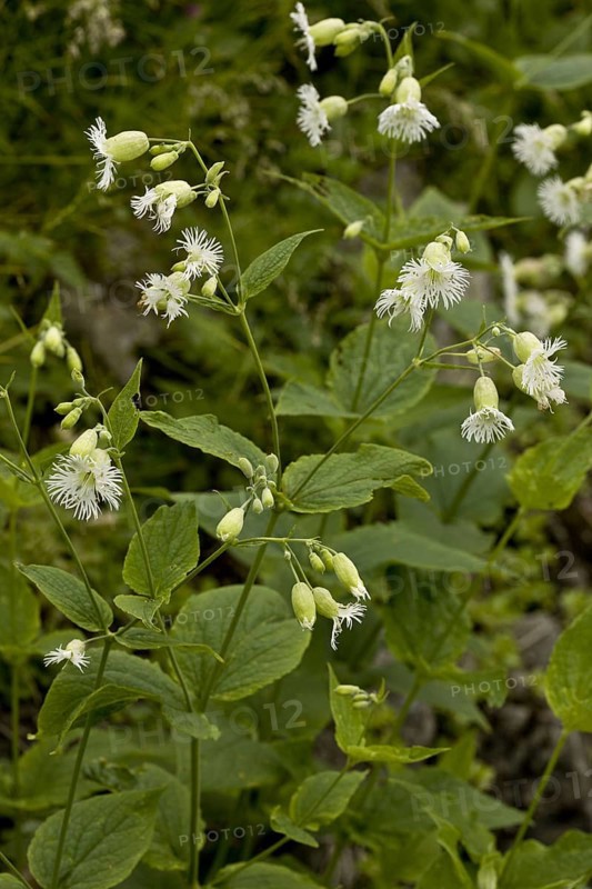 Fringed Campion