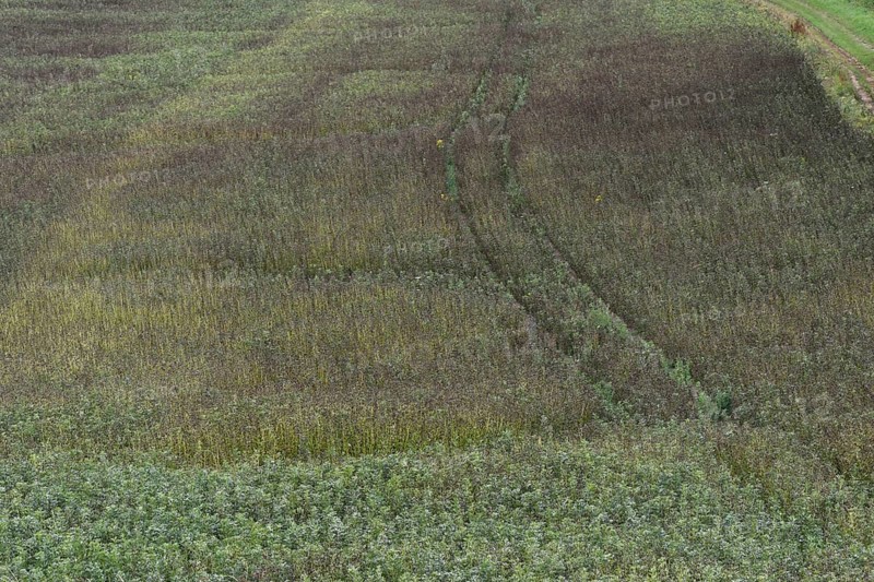Field bean rust