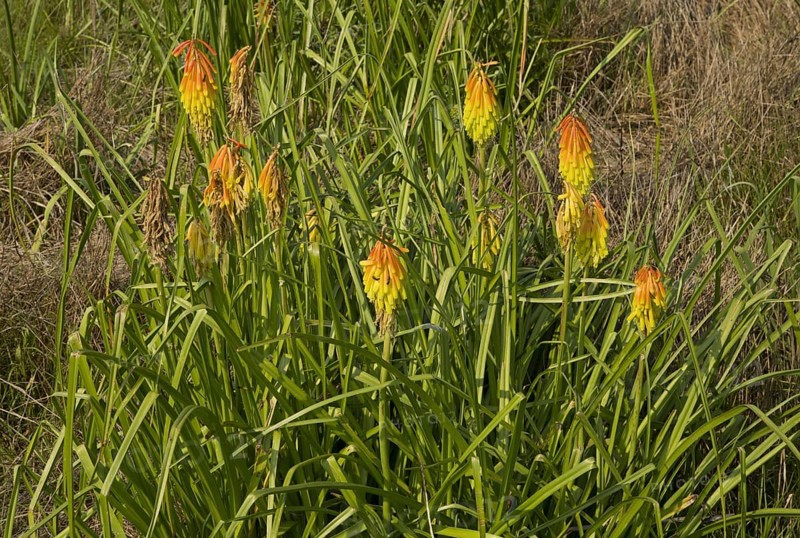 Red Hot Poker