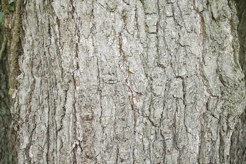 Black alder