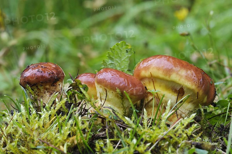Larch Bolete