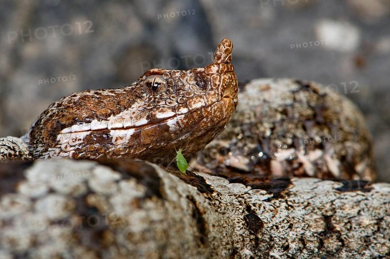 Nose-horned viper