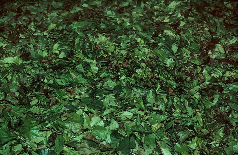 Tea leaves