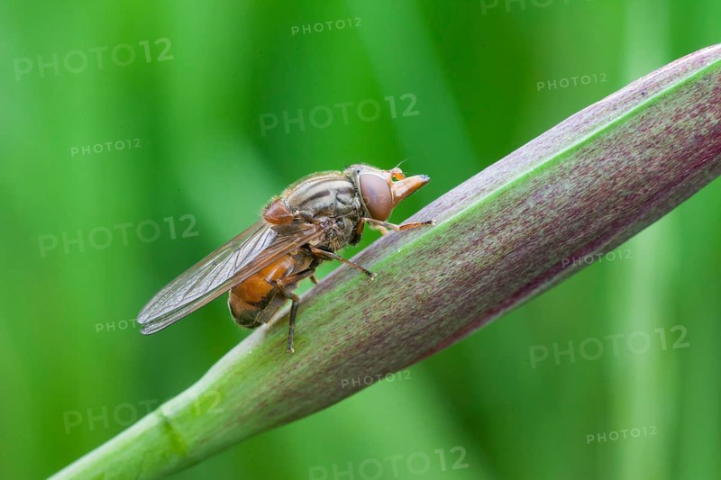 Beak hoverfly
