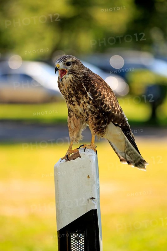 Common Buzzard