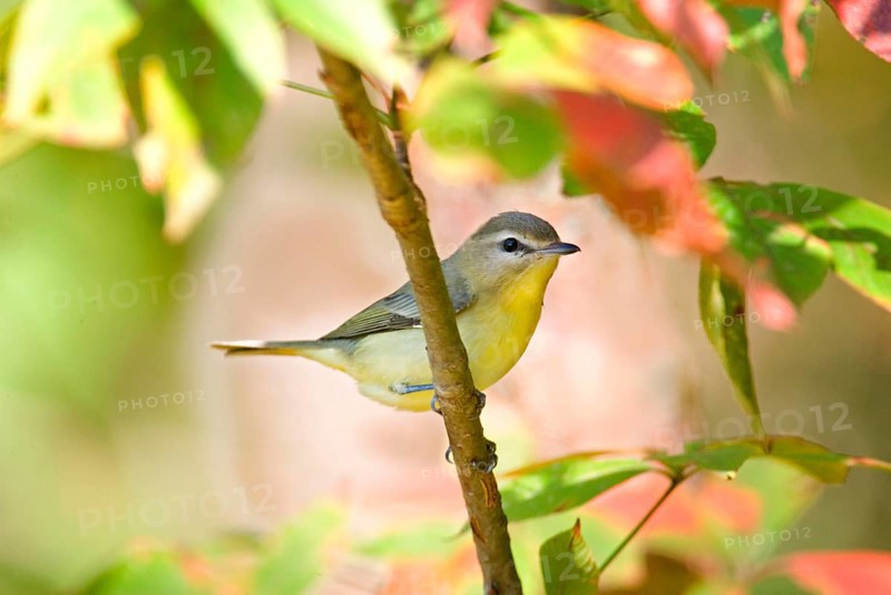 Philadelphia Vireo