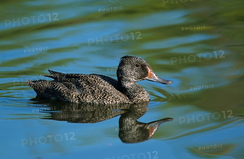 Freckled duck