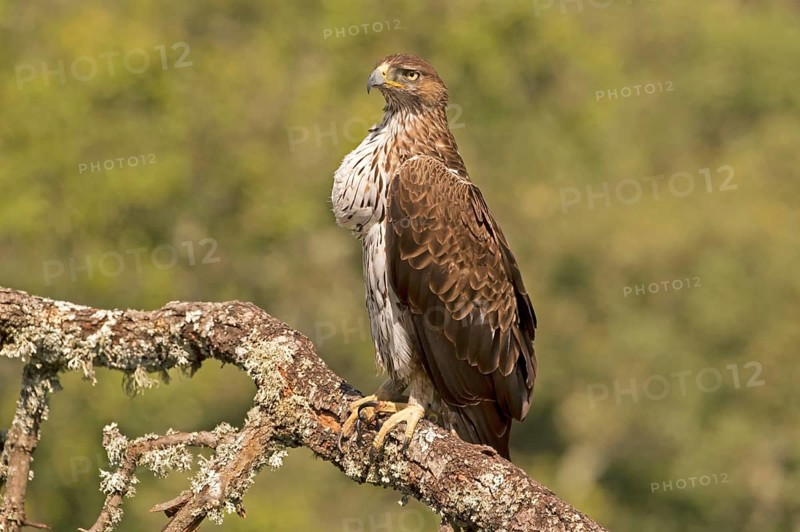 Bonelli's Eagle