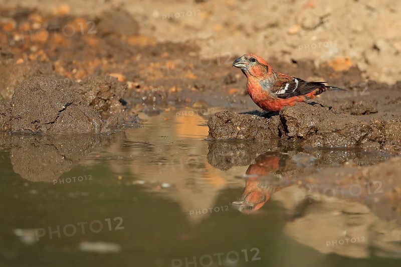 Two-barred crossbill