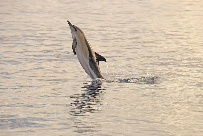 Short-beaked Common Dolphin