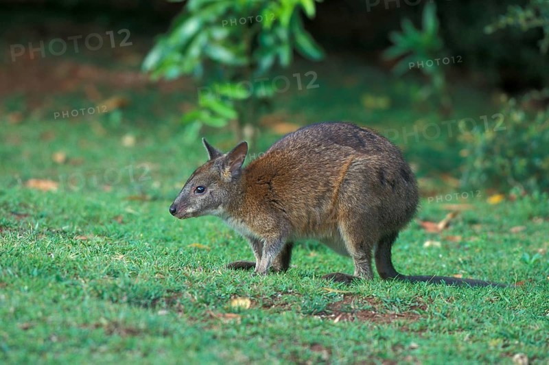 Rednecked Pademelon
