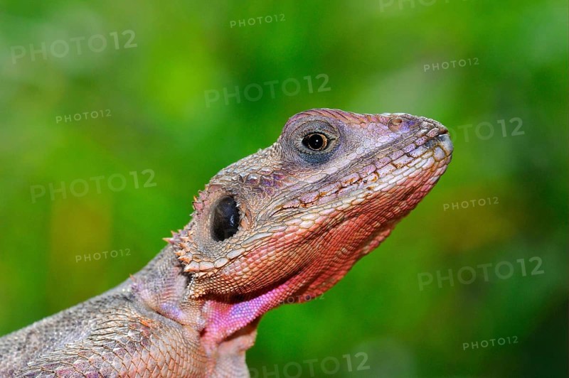 Settler Agama