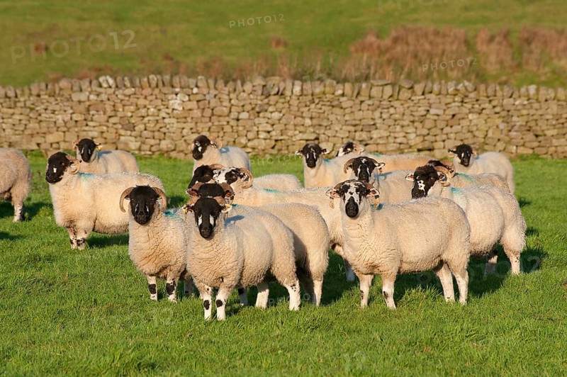 Domestic sheep