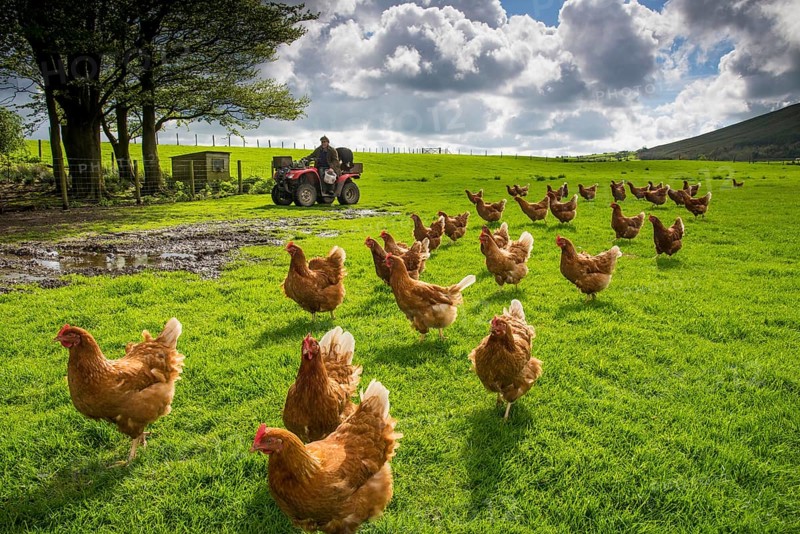 Domestic chickens