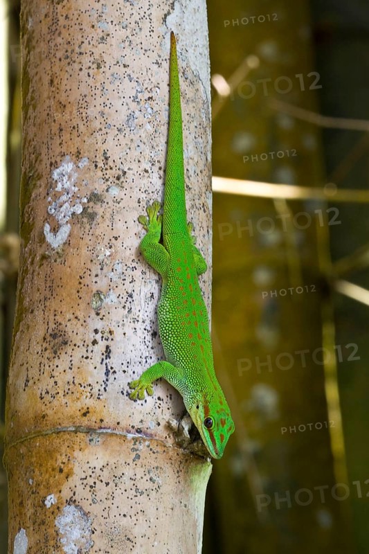Diurnal Green Gecko
