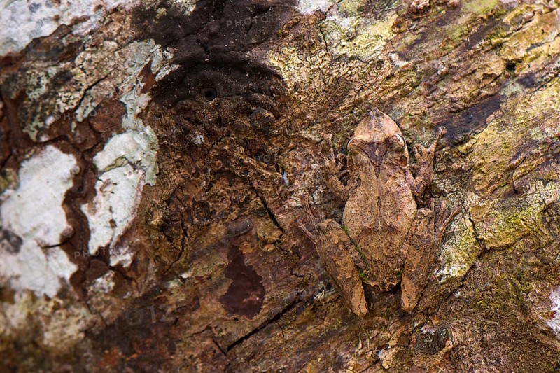 Treefrog
