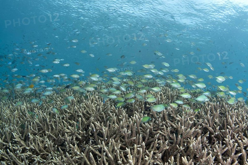 School of Green Chromis