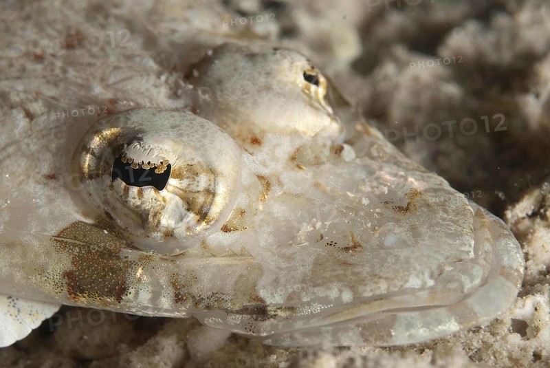 Longsnout flathead