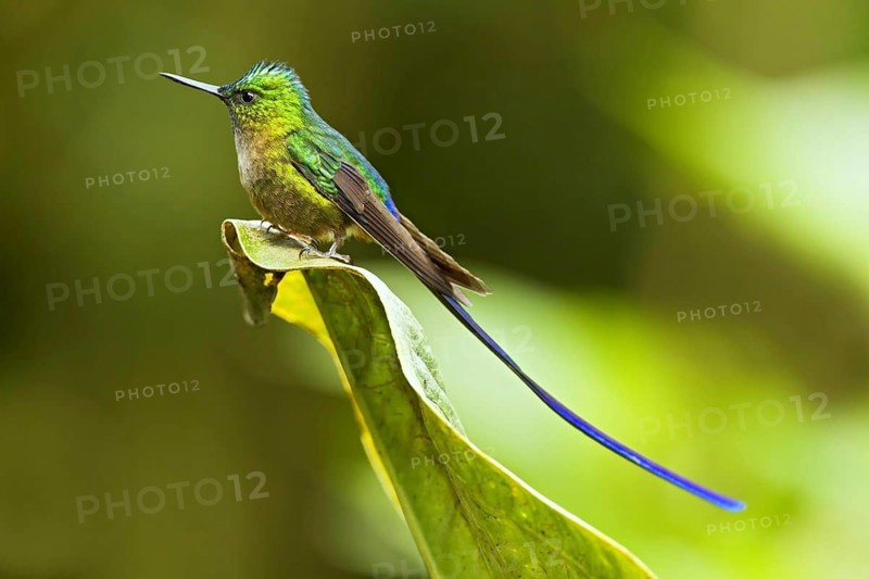 Violet-tailed sylph