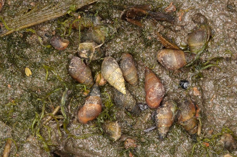 Peringia ulvae