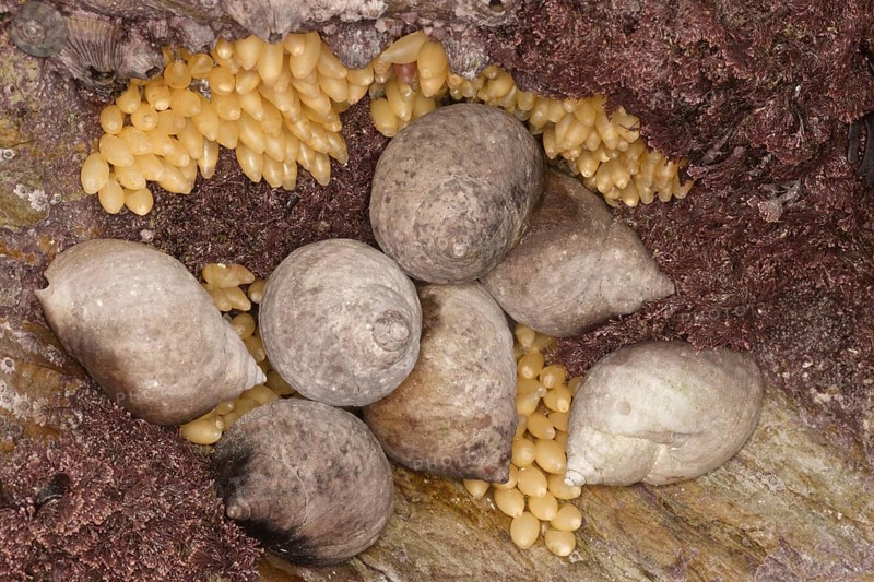 Dog Whelk