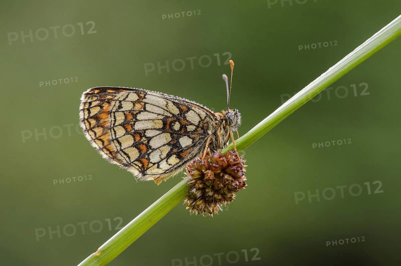 Mellicta athalia