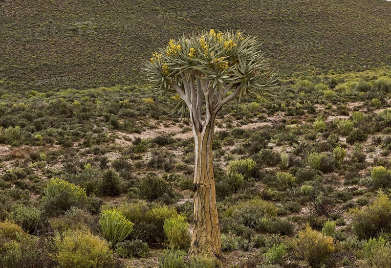 Kokerboom