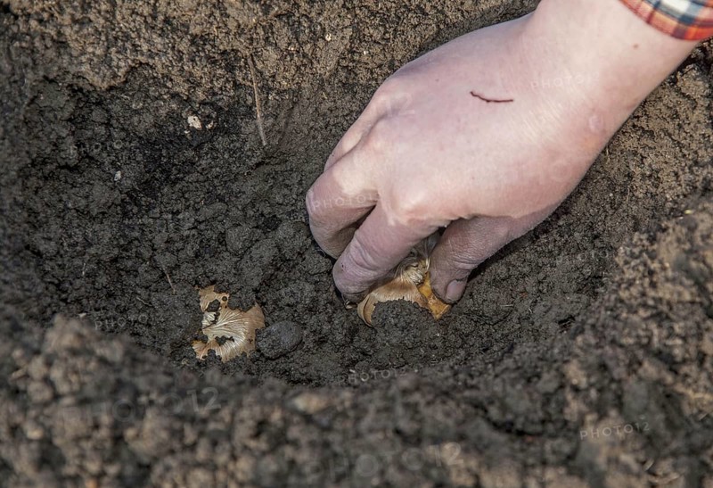 Gardener planting Gladioli