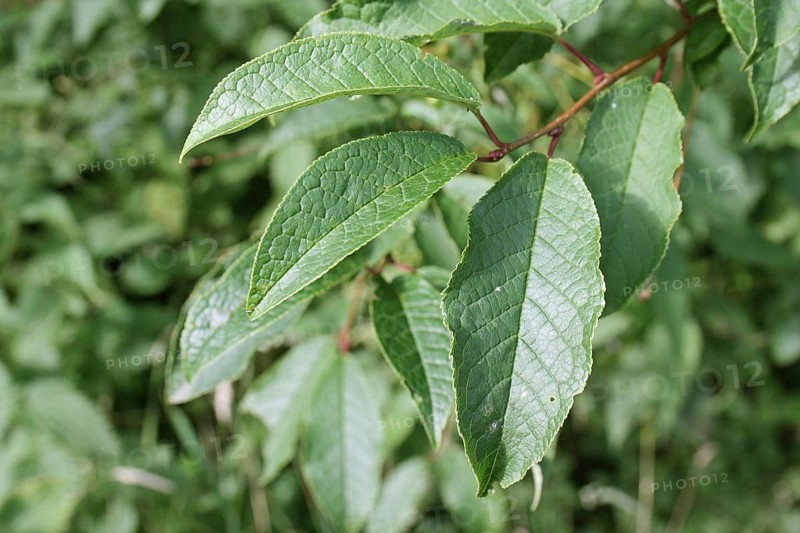 Bird Cherry close-up of leaves