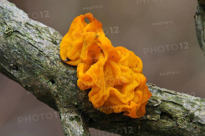 Yellow Brain