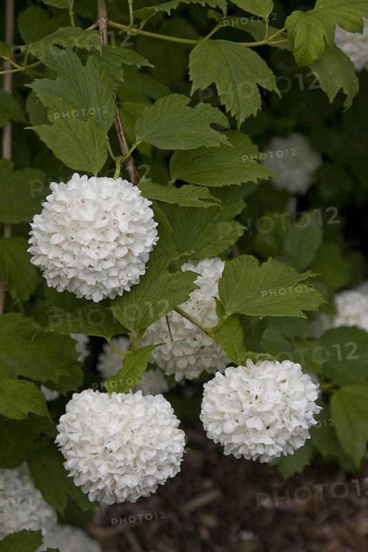 Stuffed guelder rose