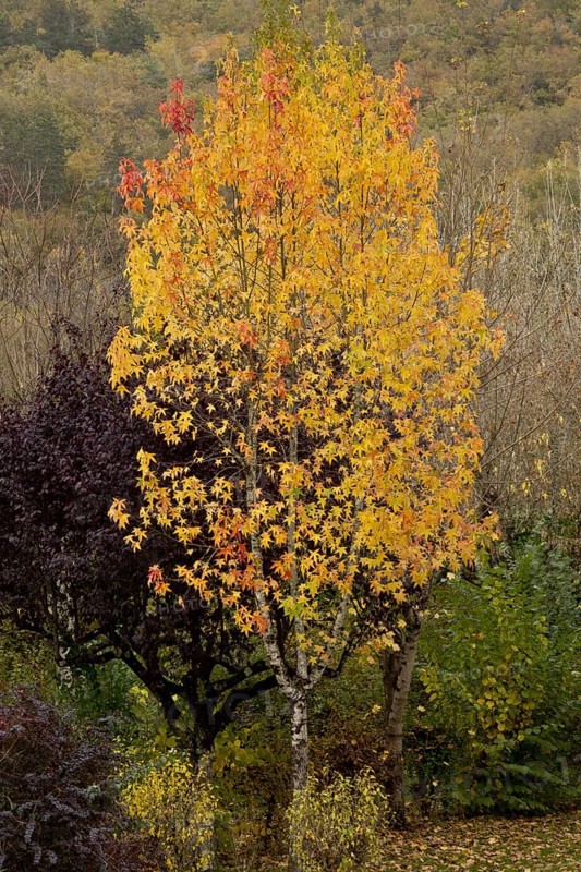 American Sweetgum