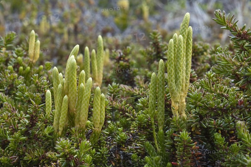 Magellanic Clubmoss
