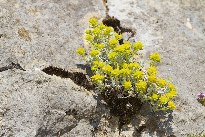 Rocky Germander