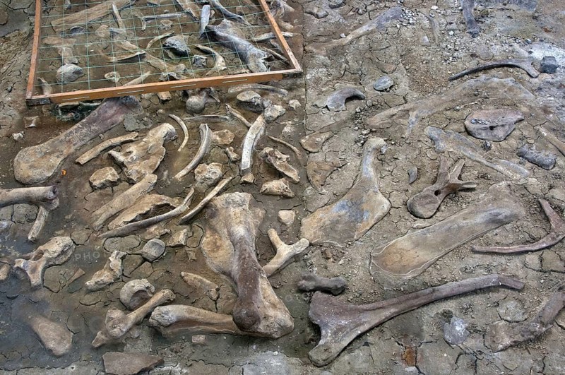 Fossil quarry