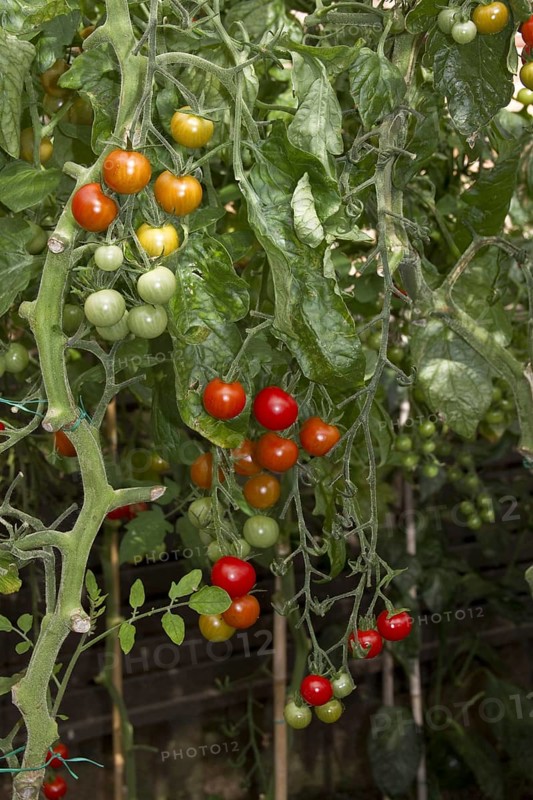 Tomato