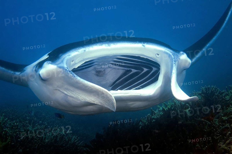Manta ray