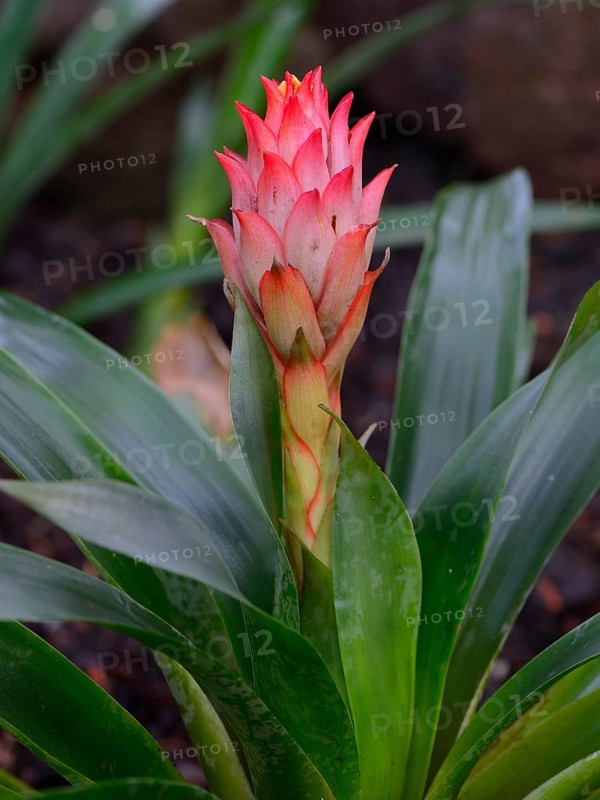 Guzmania osyana