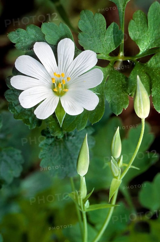 Greater Stitchwort