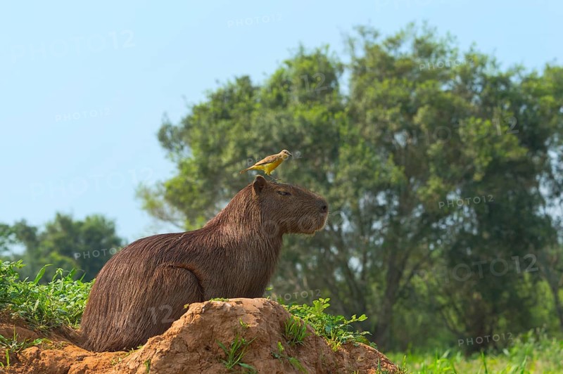 Capybara