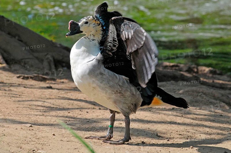 Humpbacked lance duck