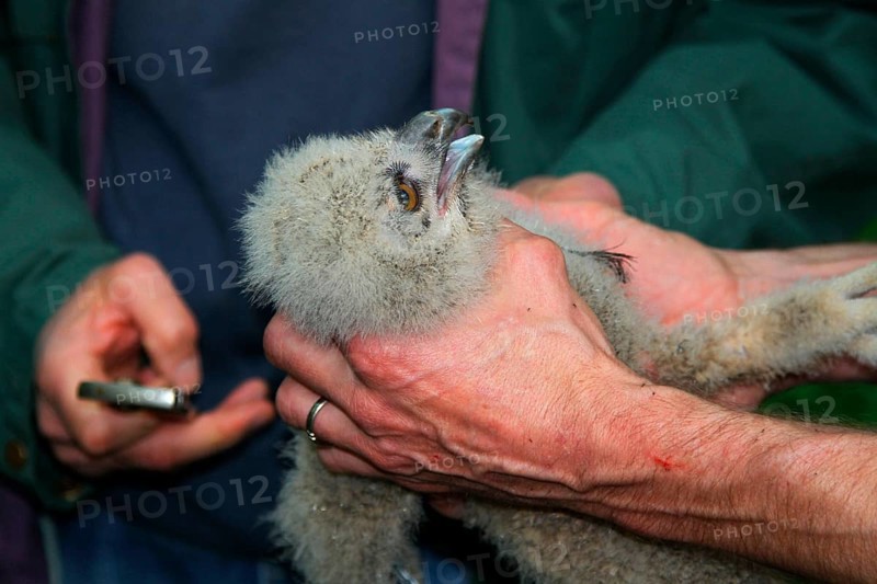 Eurasian Eagle-owl