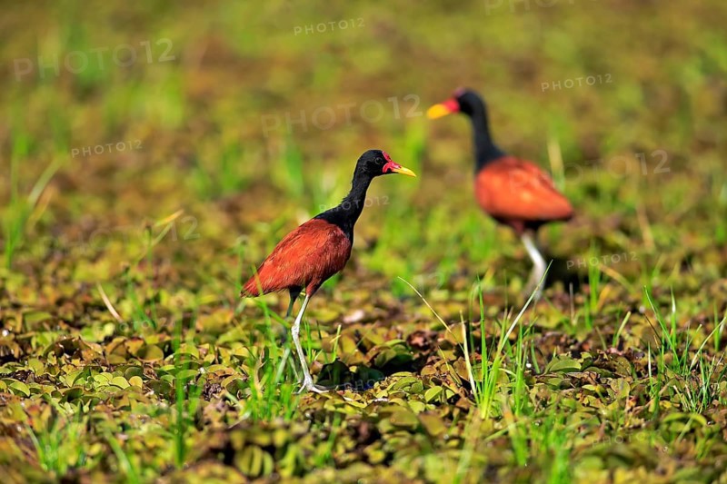 Wattled jacana