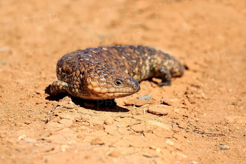 Tiliqua rugosa