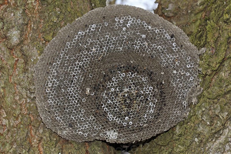 Wasps' nest